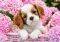 PUP IN PINK FLOWERS CASTORLAND 500 