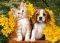 KITTEN PUPPY AND FLOWERS CASTORLAND 108 