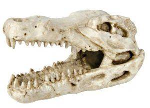   TRIXIE CROCODILE SKULL 8 CM