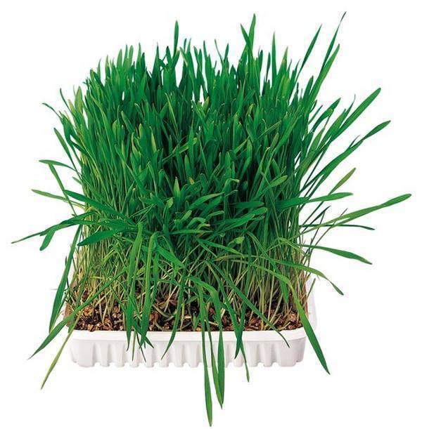 ΧΟΡΤΟ ΤΡΩΚΤΙΚΩΝ (ΚΕΣΕΔΑΚΙ) TRIXIE 100GR TRIXIE