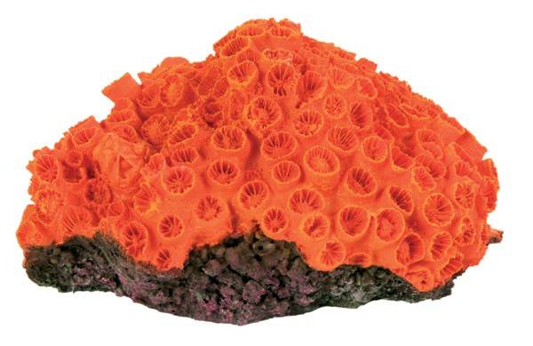 ΔΙΑΚΟΣΜΗΤΙΚΟ ΕΝΥΔΡΕΙΟΥ TRIXIE ΚΟΡΑΛΙ 10-13CM TRIXIE