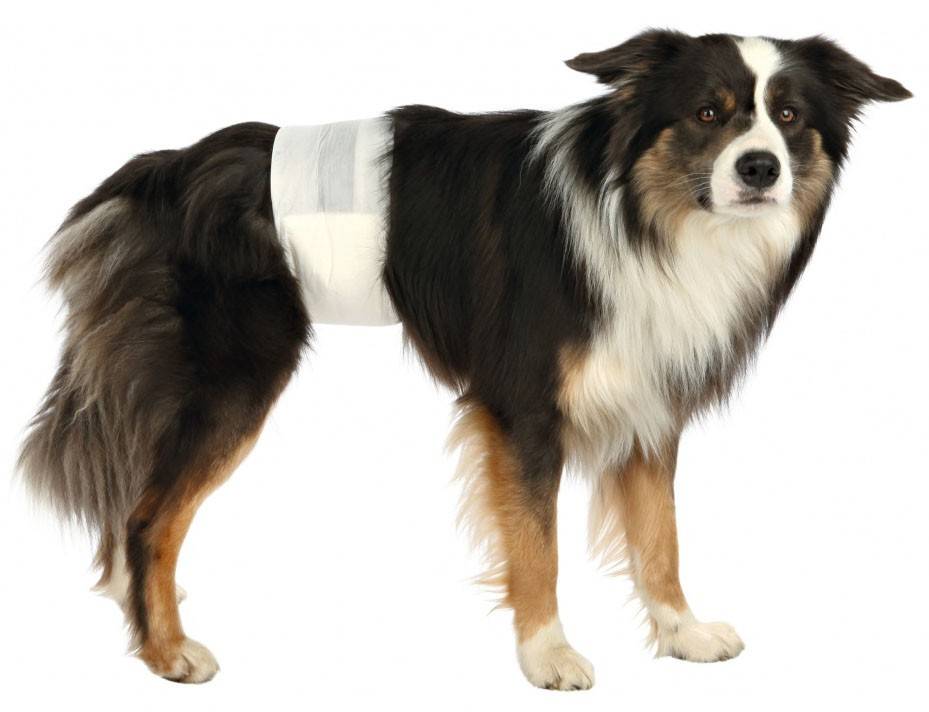 TRIXIE ΠΑΝΕΣ TRIXIE ΓΙΑ ΑΡΣΕΝΙΚΟΥΣ ΣΚΥΛΟΥΣ M/L (12TMX)