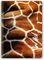   LOGIGRAF WILD WIRELOCK 3  B5 / 17  25 CM  4  (90)