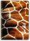   LOGIGRAF WILD WIRELOCK 4  B5 / 17  25 CM  4  (120)