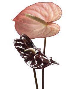  ANTHURIUM 40 X 50 CM