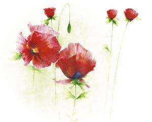  RED POPPIES I 40 X 50 CM