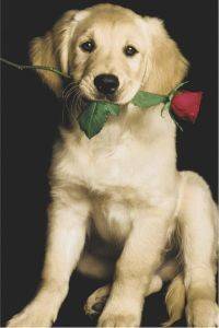 POSTER CASANOVA 61 X 91.5 CM