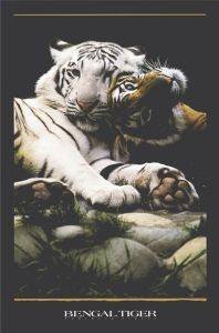 POSTER BENGAL TIGRS II 61 X 91.5 CM POSTER BENGAL TIGRS II 61 X 91.5 CM
