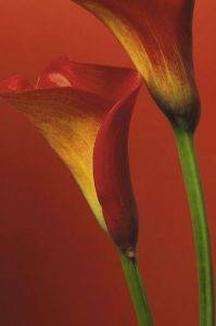 POSTER CALLALILY 61 X 91.5 CM