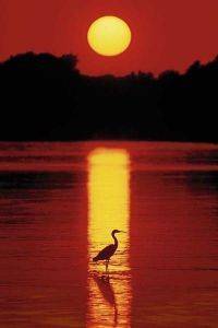 POSTER SUNSET (61X91.5CM)