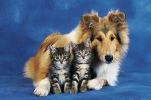 POSTER FRIENDS FOR EVER 61 X 91.5 CM POSTER FRIENDS FOR EVER 61 X 91.5 CM