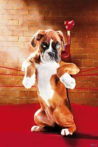 POSTER KNOCK OUT 61 X 91.5 CM POSTER KNOCK OUT 61 X 91.5 CM