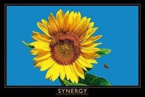 POSTER SYNERGY 61 X 91.5 CM