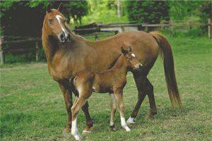 POSTER MARE AND FOAL 61 X 91.5 CM