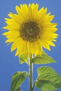 POSTER SUNFLOWER 61 X 91.5 CM