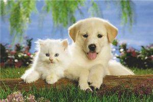 POSTER REAL PALS 61 X 91.5 CM POSTER REAL PALS 61 X 91.5 CM