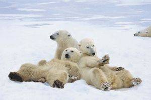 POSTER POLAR BEAR PLAYTIME 61 X 91.5 CM POSTER POLAR BEAR PLAYTIME 61 X 91.5 CM
