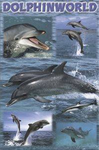 POSTER DOLPHIN WORLD 61 X 91.5 CM