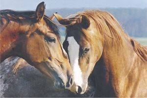 POSTER TENDERNESS 61 X 91.5 CM POSTER TENDERNESS 61 X 91.5 CM