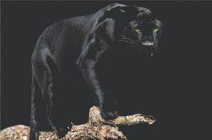 POSTER BLACK PANTHER 61 X 91.5 CM POSTER BLACK PANTHER 61 X 91.5 CM