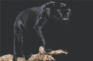 POSTER BLACK PANTHER 61 X 91.5 CM