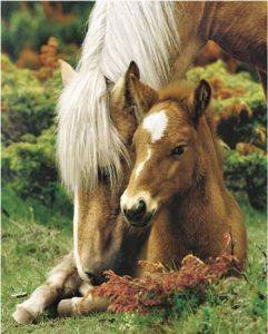 POSTER MARE AND FOAL 40.6 X 50.8 CM