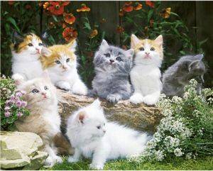 POSTER BABY CATS 40.6 X 50.8 CM POSTER BABY CATS 40.6 X 50.8 CM