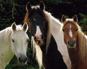 POSTER TRES CABALLOS 40.6 X 50.8 CM