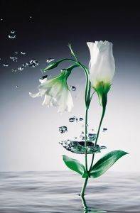 ΦΩΤΟΤΑΠΕΤΣΑΡΙΑ CRYSTAL FLOWERS 175 X 115 CM ΦΩΤΟΤΑΠΕΤΣΑΡΙΑ CRYSTAL FLOWERS 175 X 115 CM
