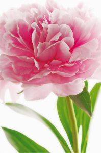 ΦΩΤΟΤΑΠΕΤΣΑΡΙΑ PINK PEONY 175 X 115 CM ΦΩΤΟΤΑΠΕΤΣΑΡΙΑ PINK PEONY 175 X 115 CM