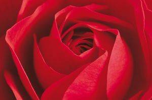 ΦΩΤΟΤΑΠΕΤΣΑΡΙΑ L\'IMPORTANT C\'EST LA ROSE 115 X 175 CM ΦΩΤΟΤΑΠΕΤΣΑΡΙΑ L\'IMPORTANT C\'EST LA ROSE 115 X 175 CM