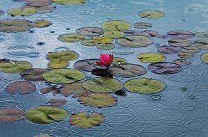 ΦΩΤΟΤΑΠΕΤΣΑΡΙΑ WATERLILIES 175 X 115 CM ΦΩΤΟΤΑΠΕΤΣΑΡΙΑ WATERLILIES 175 X 115 CM