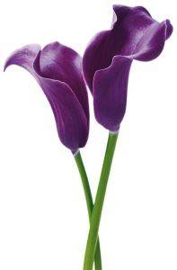  PURPLE CALLA LILIES 115 X 175 CM