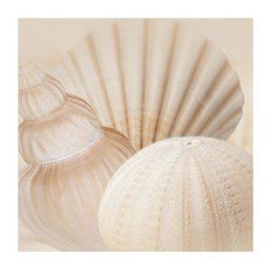 ΑΝΤΙΓΡΑΦΟ SHELLS III 50 Χ 50 CM ΑΝΤΙΓΡΑΦΟ SHELLS III 50 Χ 50 CM