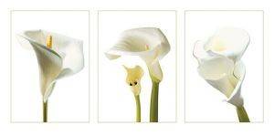 ΑΝΤΙΓΡΑΦΟ CALLA LILIES (50Χ100CM) ΑΝΤΙΓΡΑΦΟ CALLA LILIES (50Χ100CM)