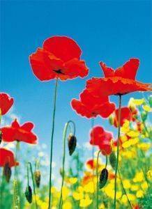 ΦΩΤΟΤΑΠΕΤΣΑΡΙΑ POPPY FIELD 183 X 254 CM ΦΩΤΟΤΑΠΕΤΣΑΡΙΑ POPPY FIELD 183 X 254 CM
