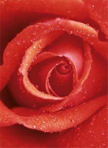 ΦΩΤΟΤΑΠΕΤΣΑΡΙΑ ROSE 183 X 254 CM ΦΩΤΟΤΑΠΕΤΣΑΡΙΑ ROSE 183 X 254 CM