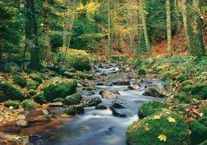 ΦΩΤΟΤΑΠΕΤΣΑΡΙΑ FOREST STREAM 366 X 254 CM ΦΩΤΟΤΑΠΕΤΣΑΡΙΑ FOREST STREAM 366 X 254 CM