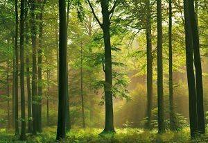 ΦΩΤΟΤΑΠΕΤΣΑΡΙΑ AUTUMN FOREST 366 X 254 CM ΦΩΤΟΤΑΠΕΤΣΑΡΙΑ AUTUMN FOREST 366 X 254 CM