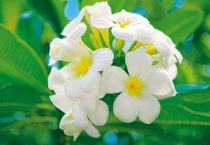 ΦΩΤΟΤΑΠΕΤΣΑΡΙΑ FRANGIPANI BLOSSOMS 366 X 254 CM ΦΩΤΟΤΑΠΕΤΣΑΡΙΑ FRANGIPANI BLOSSOMS 366 X 254 CM