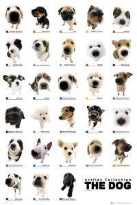 POSTER THE DOG COLLECTION 61 X 91.5 CM POSTER THE DOG COLLECTION 61 X 91.5 CM