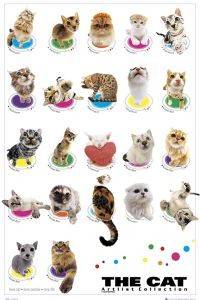 POSTER THE CAT COMPILATION 61 X 91.5 CM