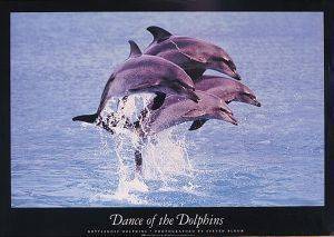 POSTER DOLPHINS 61 X 91.5 CM