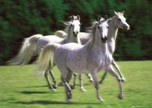 POSTER WHITE STALLION 61 X 91.5 CM