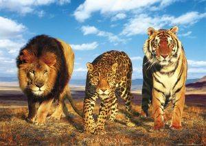 POSTER WILD CATS 61 X 91.5 CM