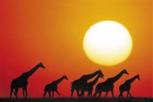 POSTER SUNSET GIRAFFE 61 X 91.5 CM