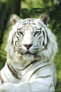 POSTER WHITE TIGER 61 X 91.5 CM POSTER WHITE TIGER 61 X 91.5 CM