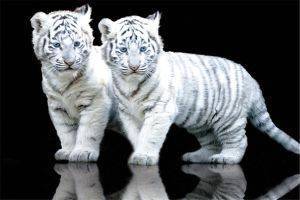 POSTER TIGER CUBS 61 X 91.5 CM