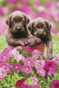 POSTER KIMBERLIN CHOCDOG 61 X 91.5 CM