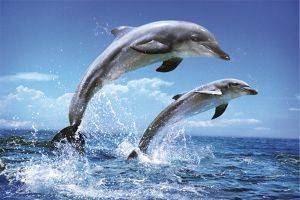 POSTER DOLPHINS 61 X 91.5 CM